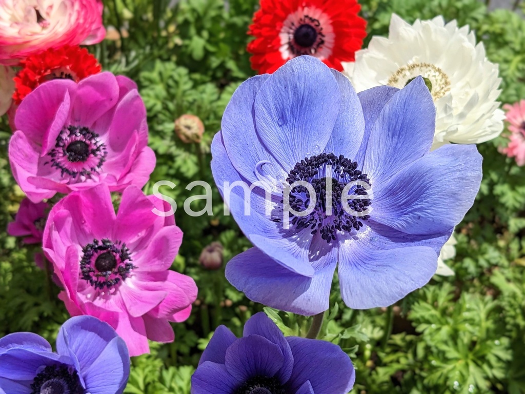 写真素材『紫などのアネモネ』