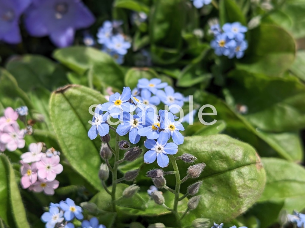 写真素材『青いワスレナグサ』