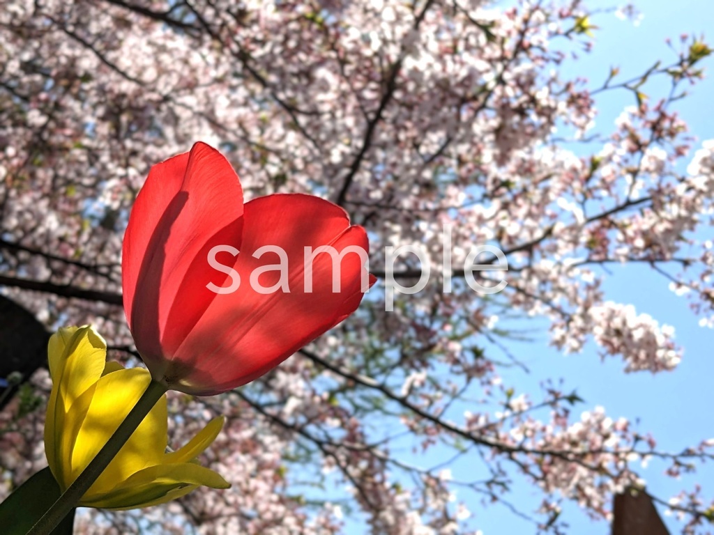 写真素材『赤いチューリップと背景桜』