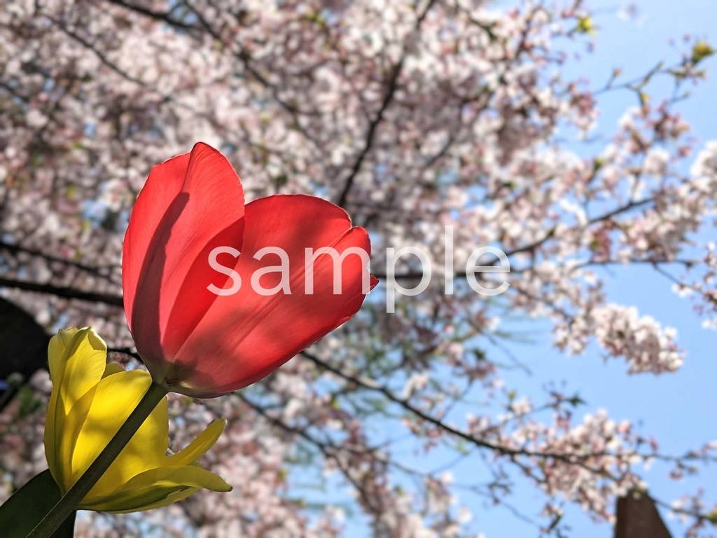 写真素材『赤いチューリップと背景桜』