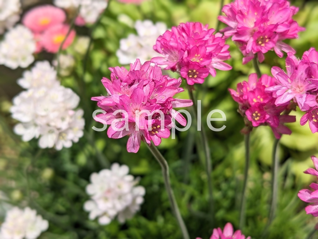 写真素材『ピンクのアルメリア』