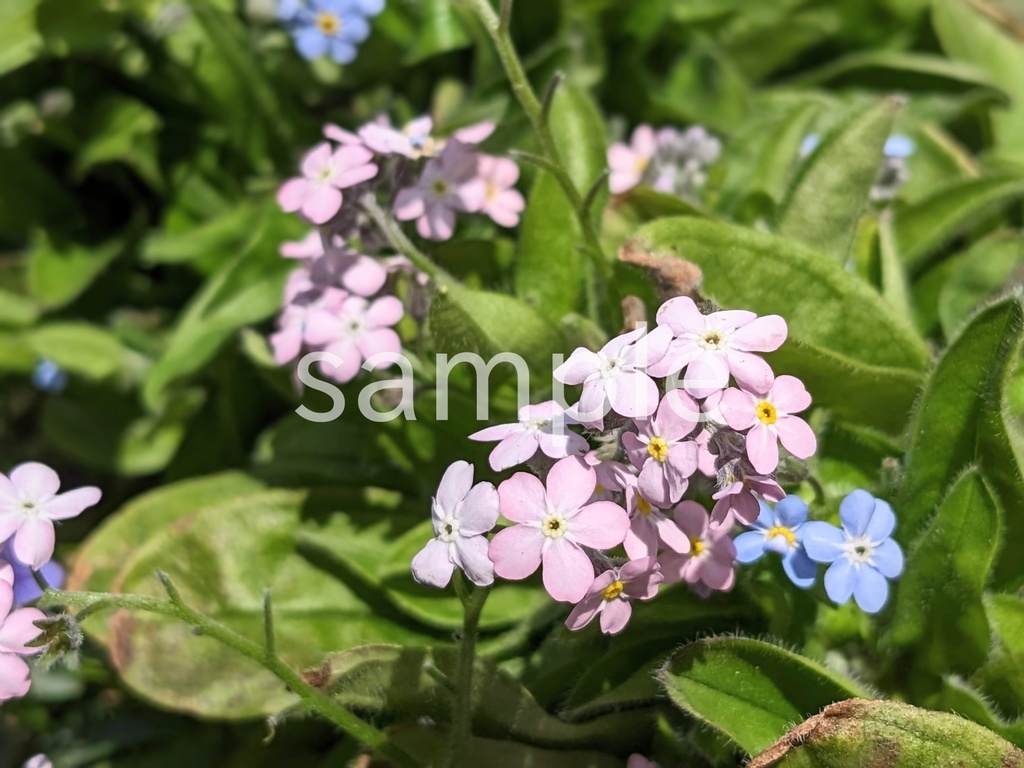 写真素材『ピンクのワスレナグサ』