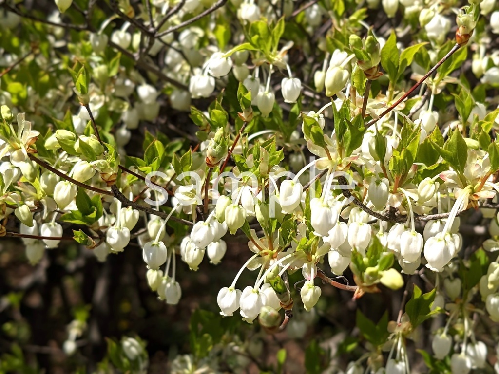 写真素材『ドウダンツツジ』