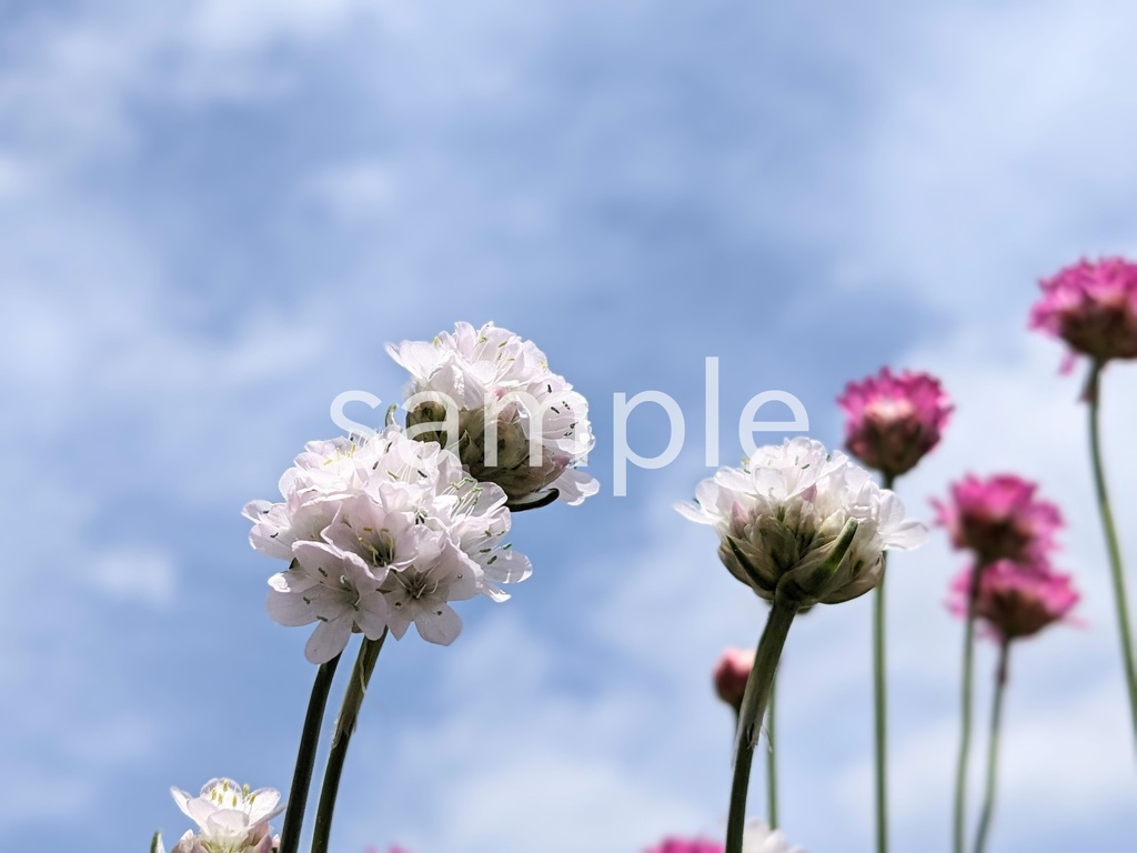 写真素材『空と白いアルメリア』