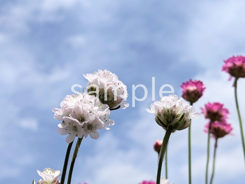 写真素材『空と白いアルメリア』