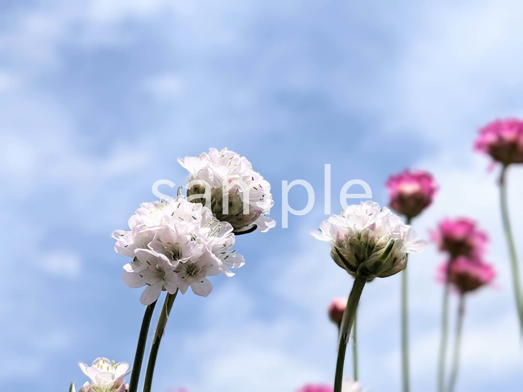 写真素材『空と白いアルメリア』