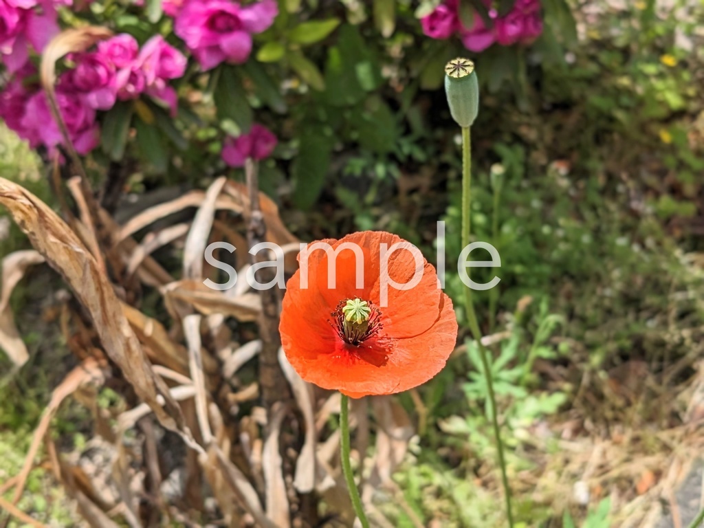 写真素材『ナガミヒナゲシ2』