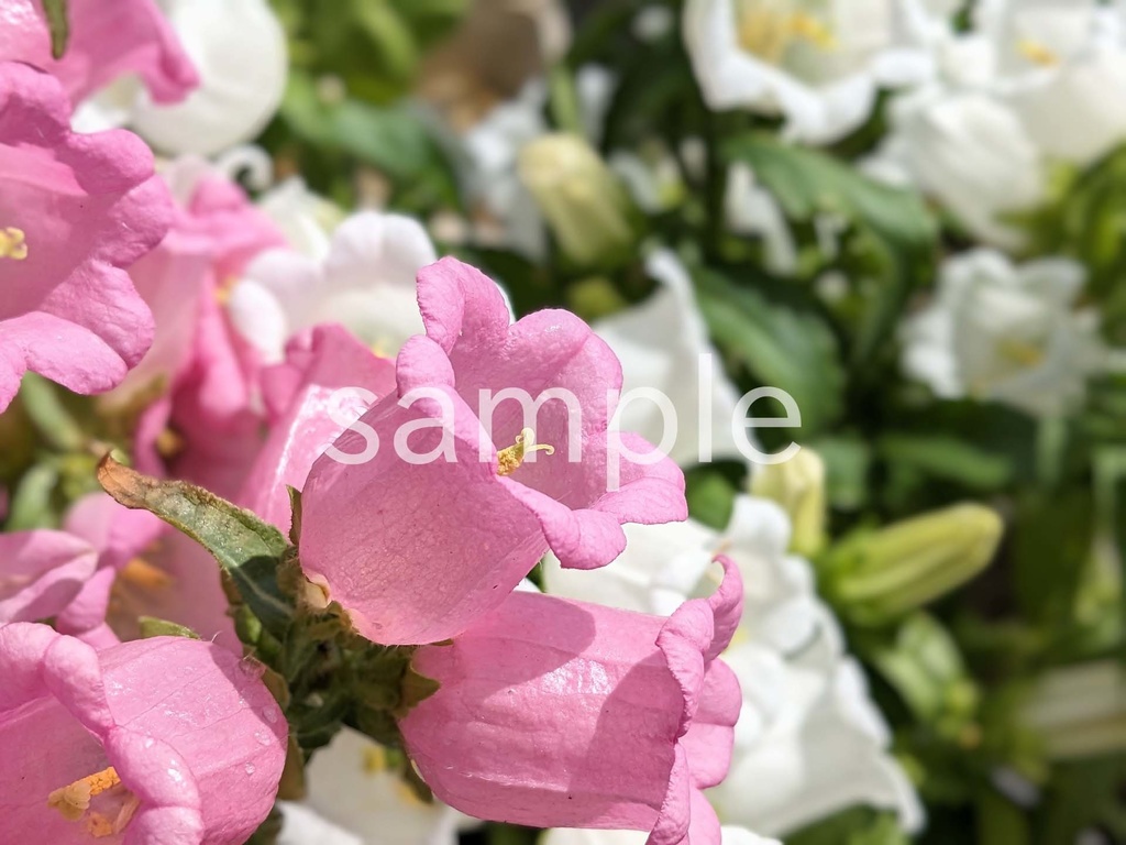 写真素材『ピンクのカンパニュラ』