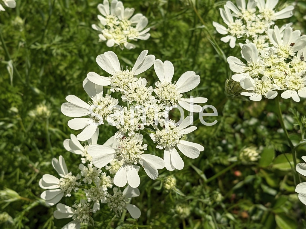 写真素材『オルレア』