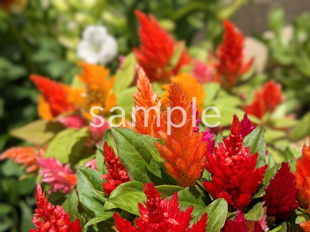 写真素材『オレンジなどのミニケイトウ』