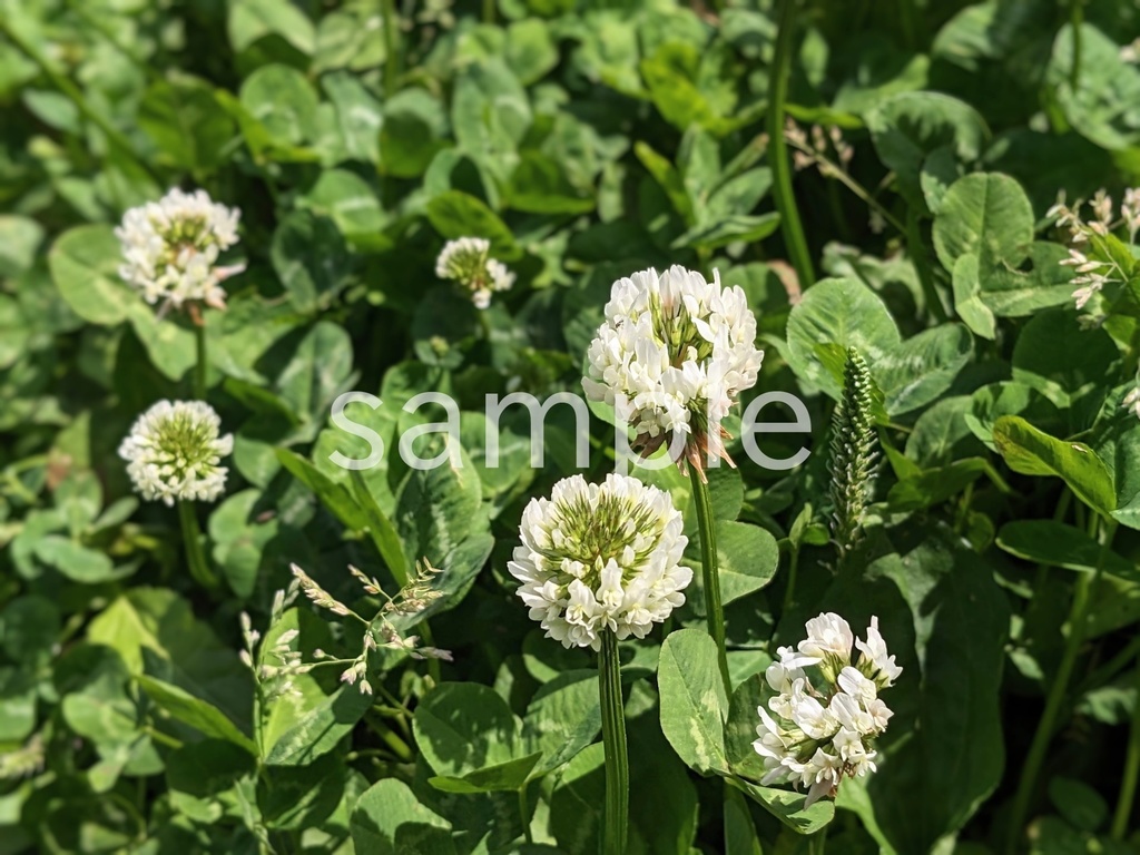 写真素材『シロツメクサ2』