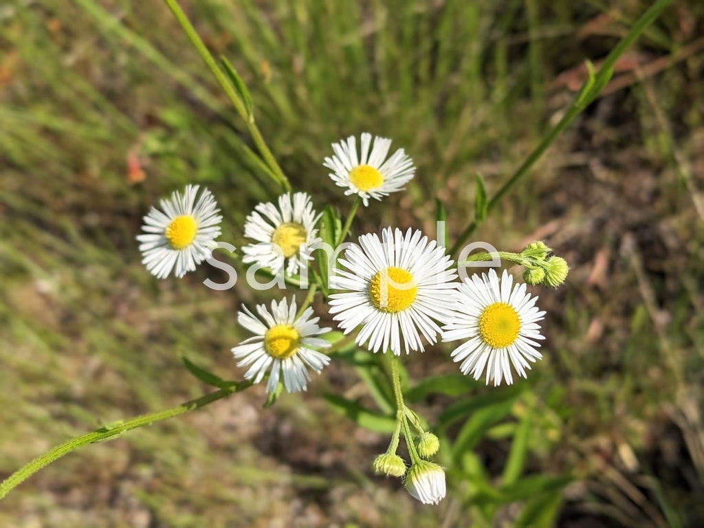 写真素材『ヒメジョオン』