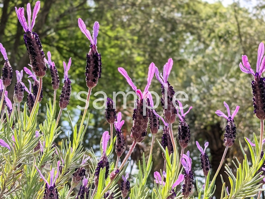 写真素材『フレンチラベンダー』