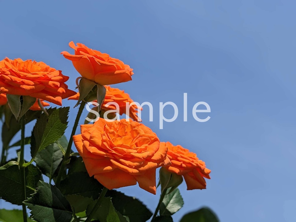 写真素材『空とオレンジのバラ』
