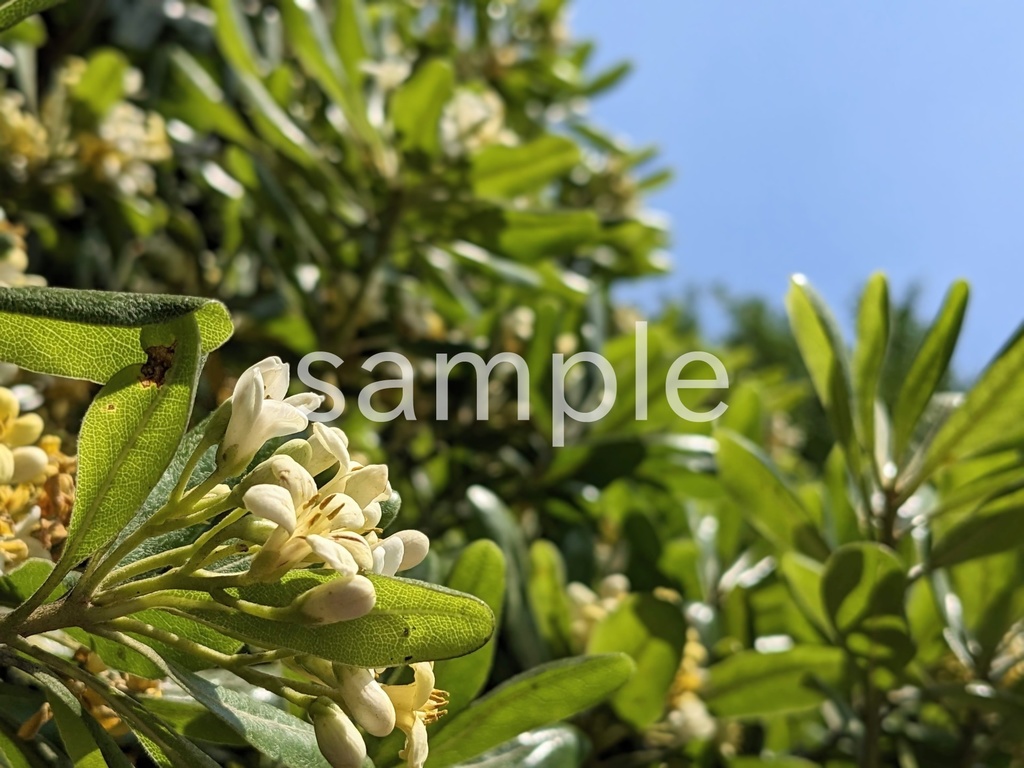 写真素材『空とトベラ』