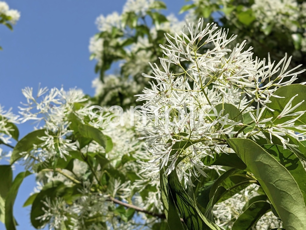 写真素材『空とヒトツバタゴ』