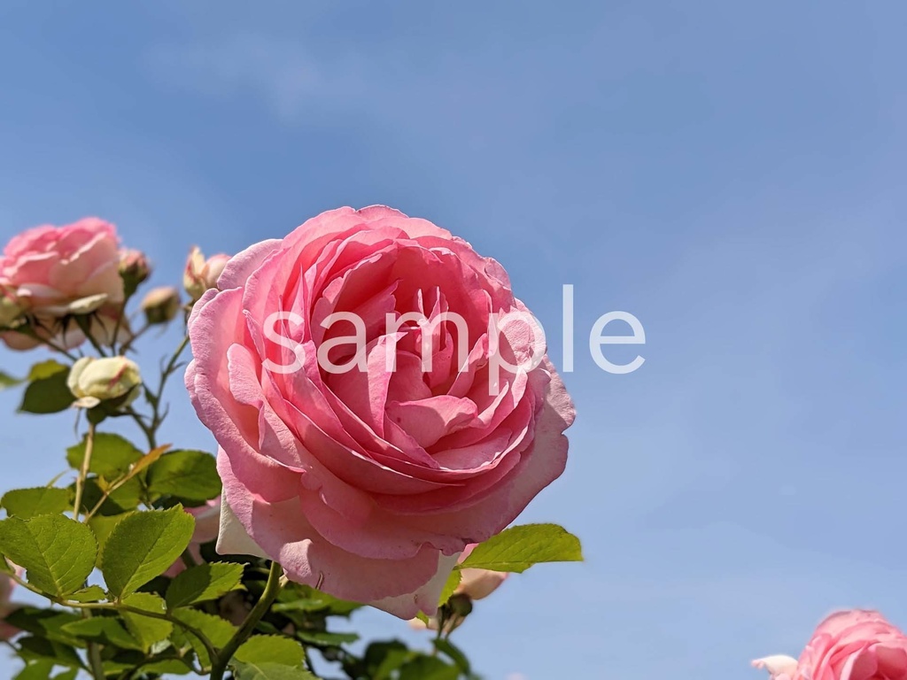 写真素材『空とピンクのバラ2』
