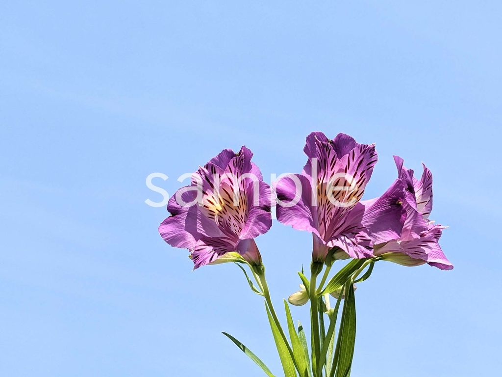 写真素材『空と紫のアルストロメリア』