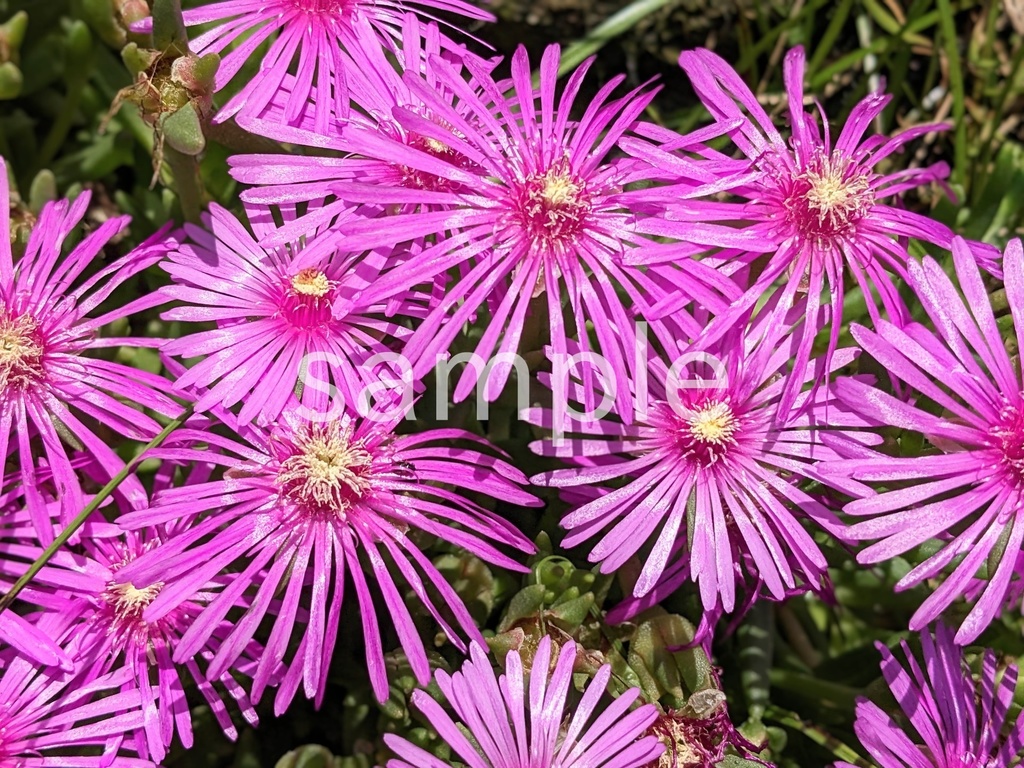 写真素材『マツバギク2』