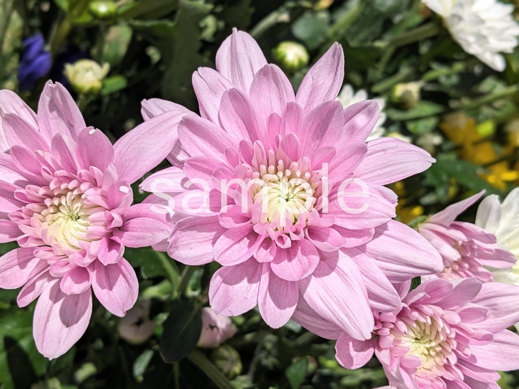 写真素材『ピンクのキク』