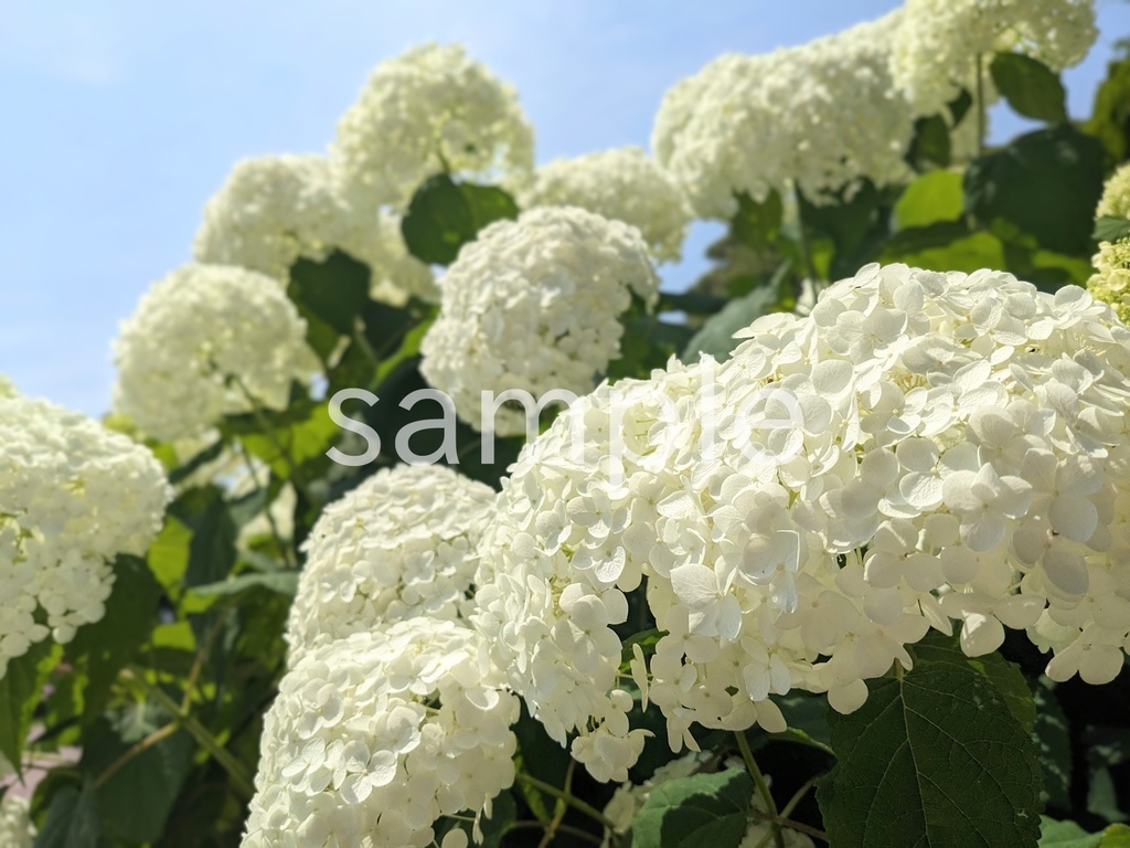 写真素材『空と白いアジサイアナベル』