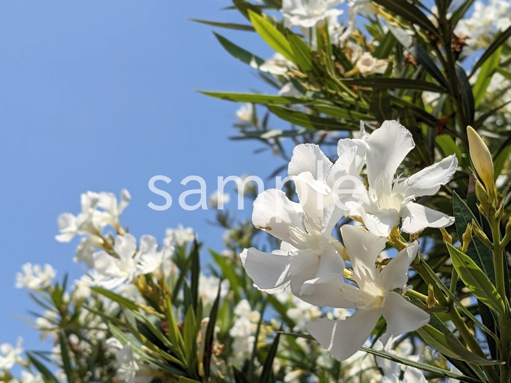 写真素材『空と白いキョウチクトウ』