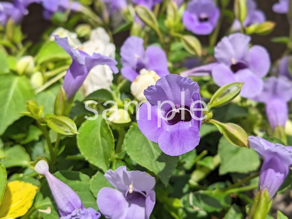 写真素材『紫のトレニア』