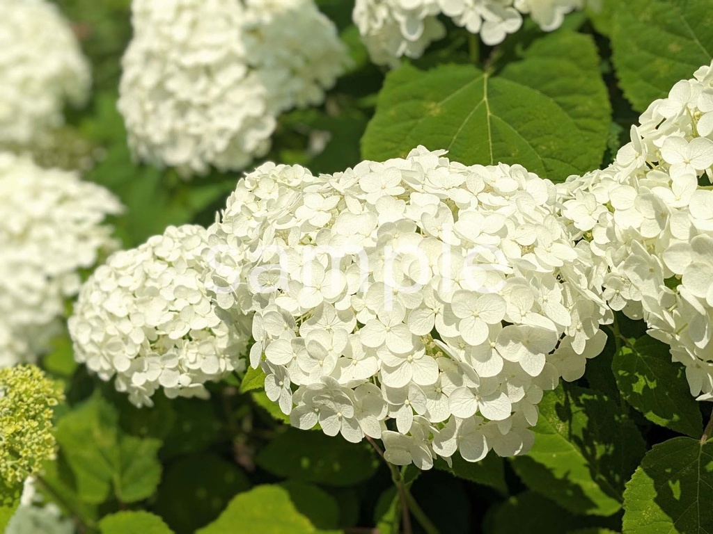 写真素材『白いアジサイアナベル』