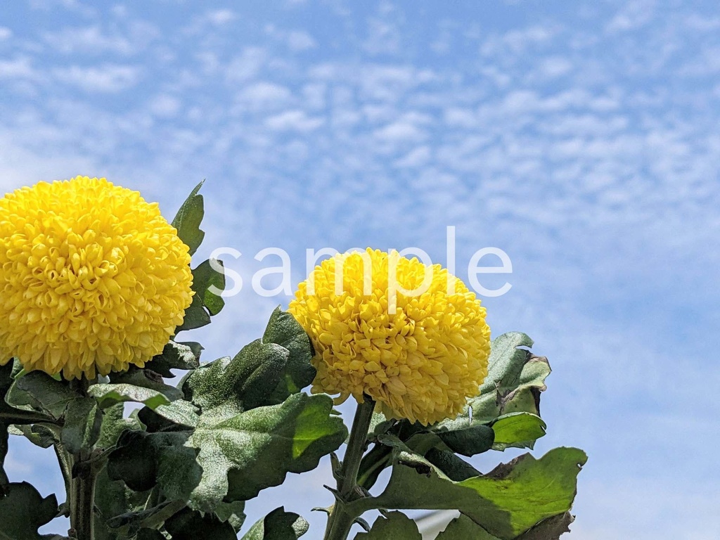 写真素材『空と黄色いピンポンギク』