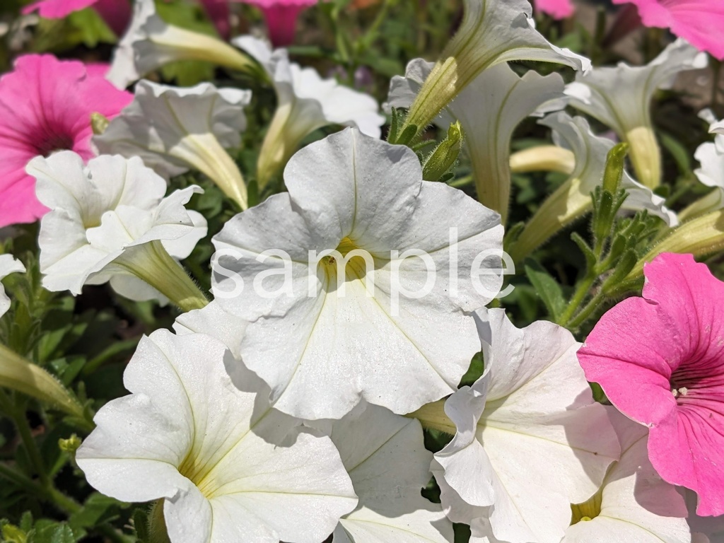 写真素材『白いペチュニア』