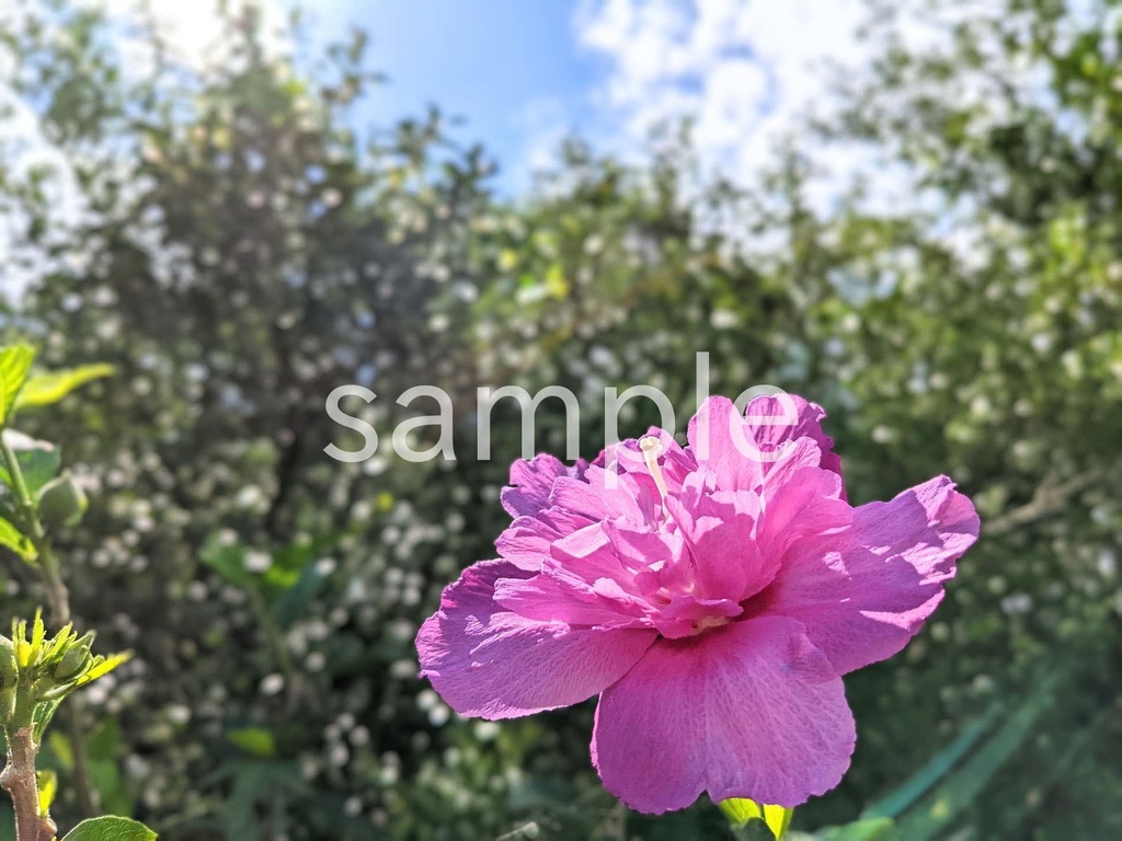 写真素材『紫のムクゲ』
