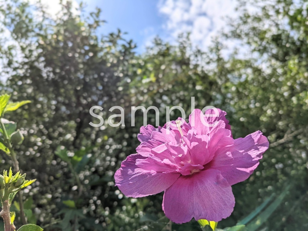 写真素材『紫のムクゲ』