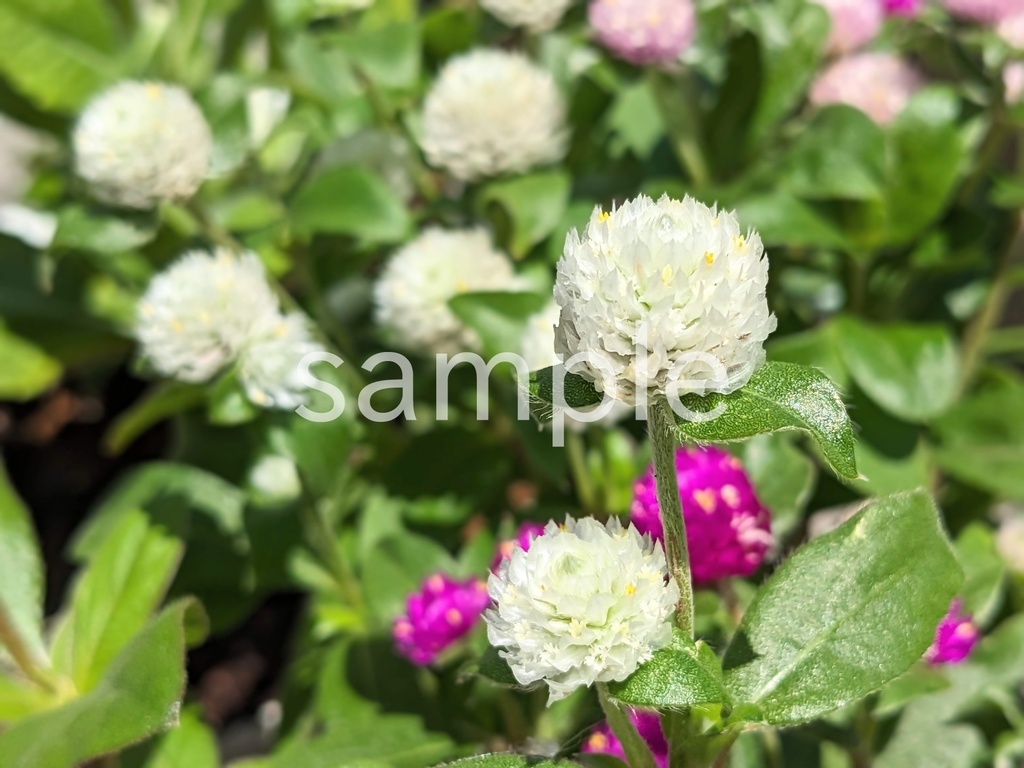 写真素材『白いセンニチコウ』