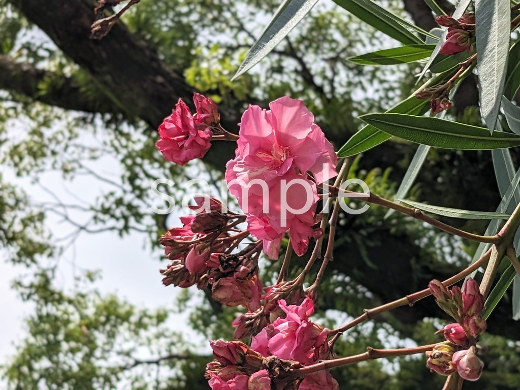 写真素材『ピンクのキョウチクトウ』