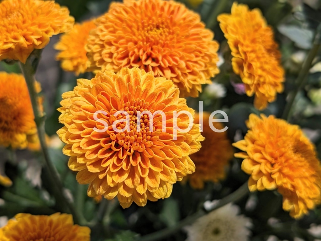 写真素材『オレンジの小ギク』