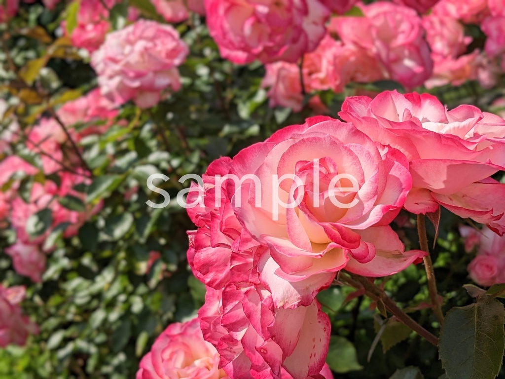 写真素材『ピンクのバラ』