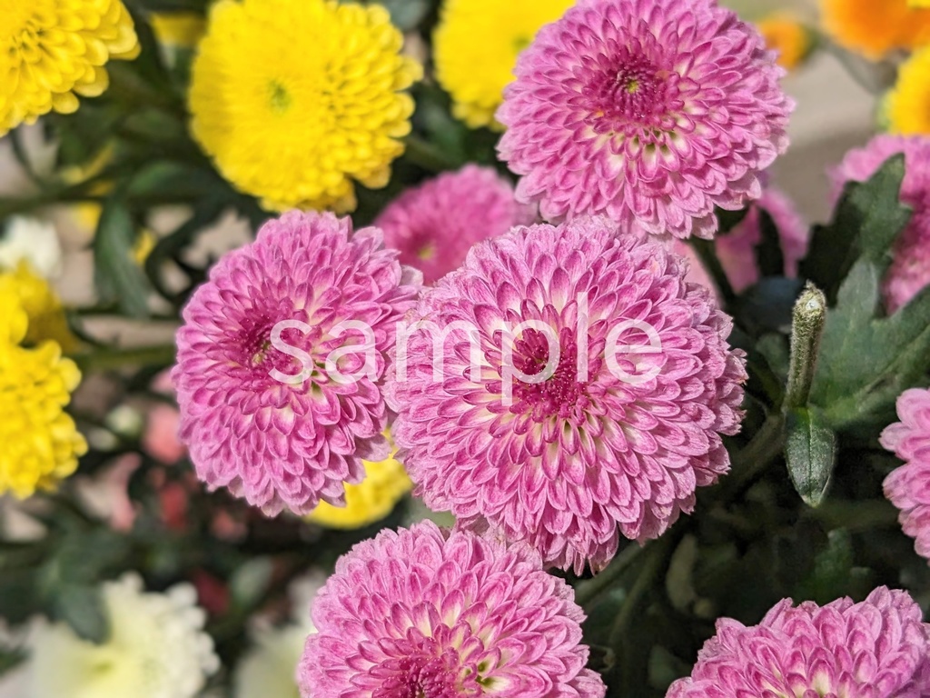 写真素材『ピンクの小ギク』