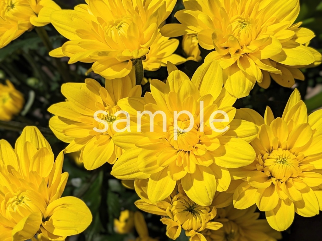 写真素材『黄色いキク』