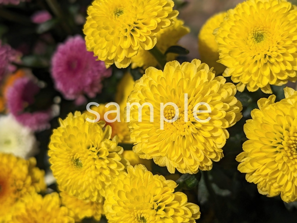 写真素材『黄色い小ギク』