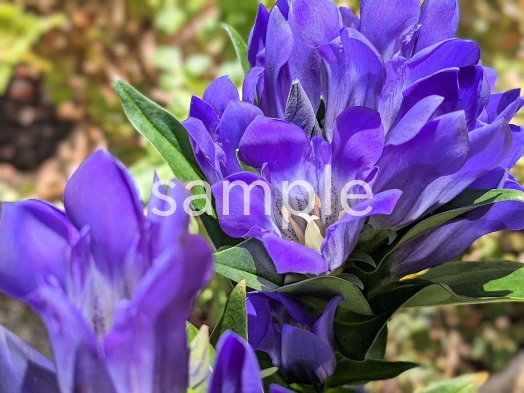 写真素材『紫のリンドウ』