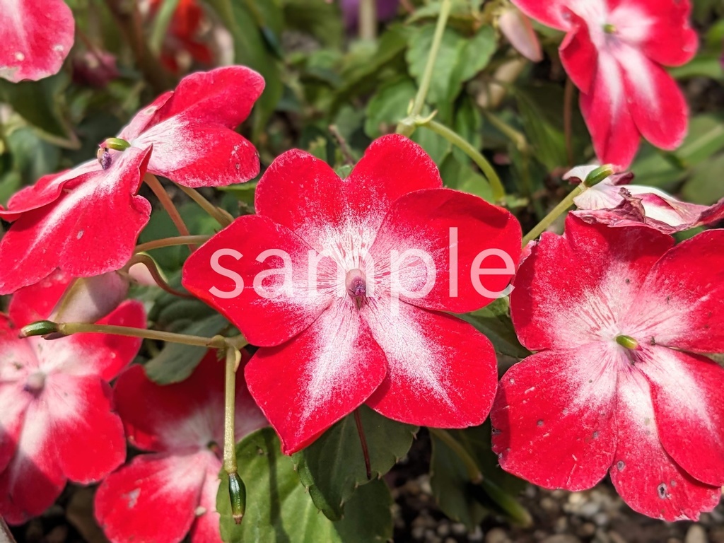 写真素材『濃いピンクのインパチェンス』