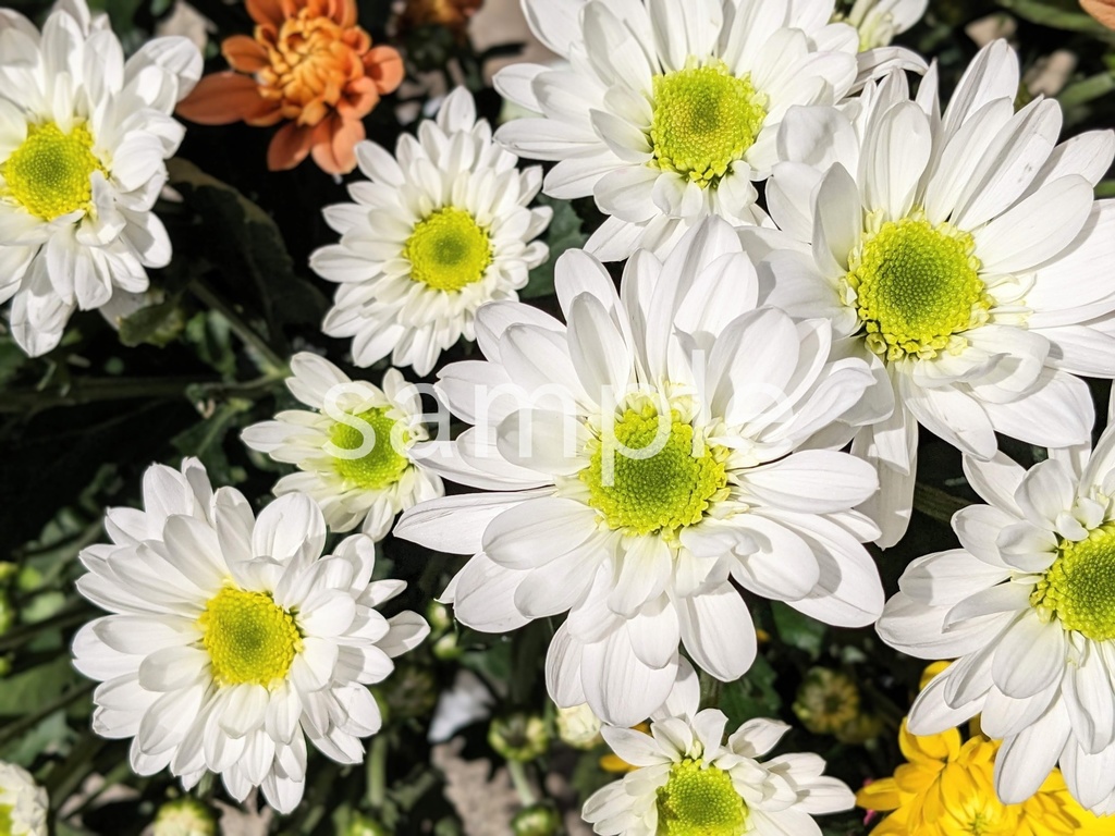 写真素材『白いキク』