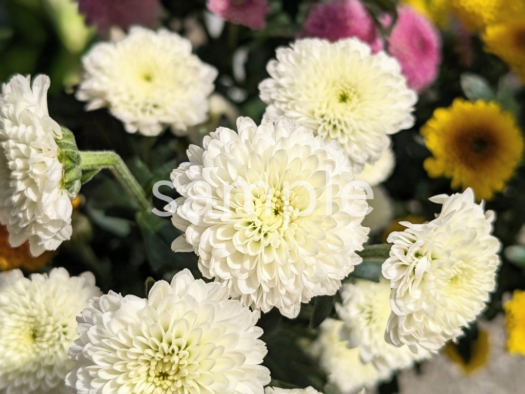 写真素材『白い小ギク』