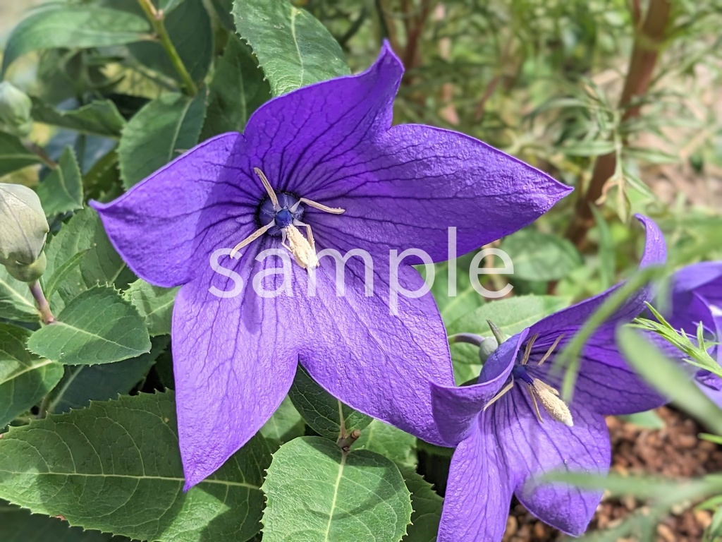 写真素材『キキョウ』