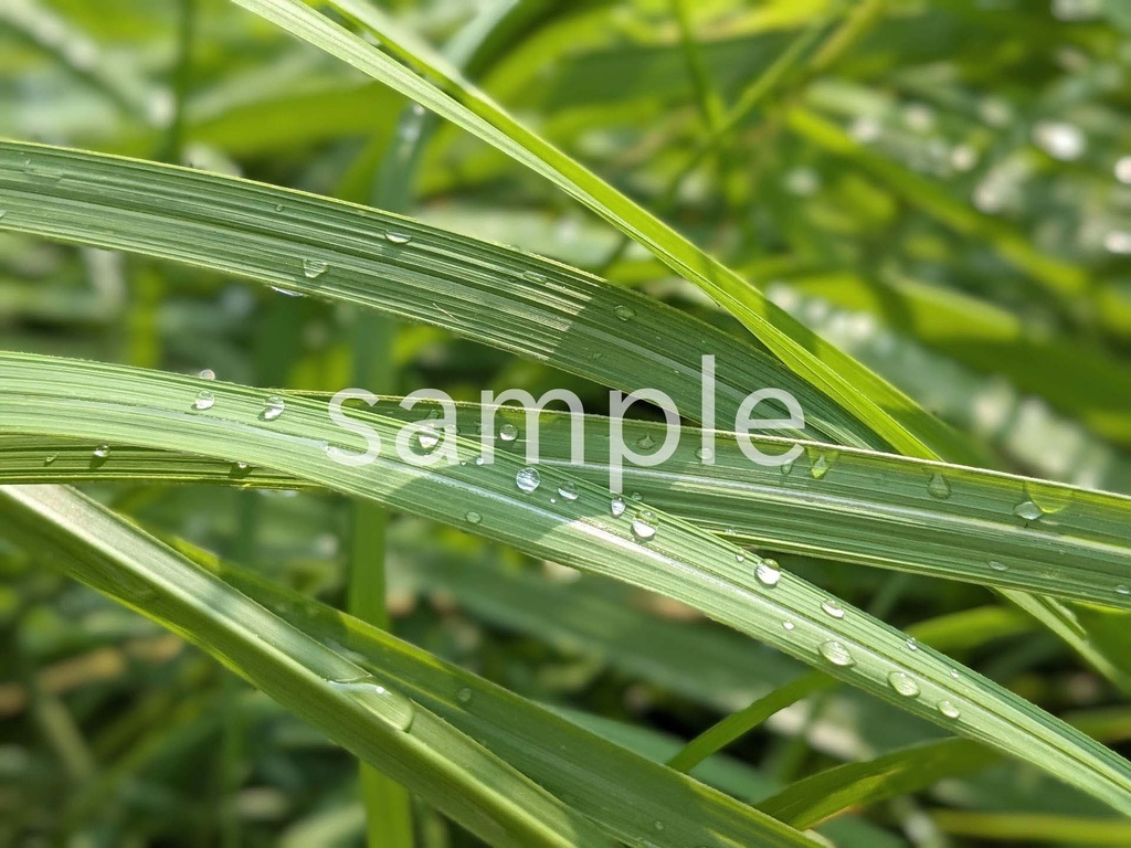 写真素材『雨上がりの葉』