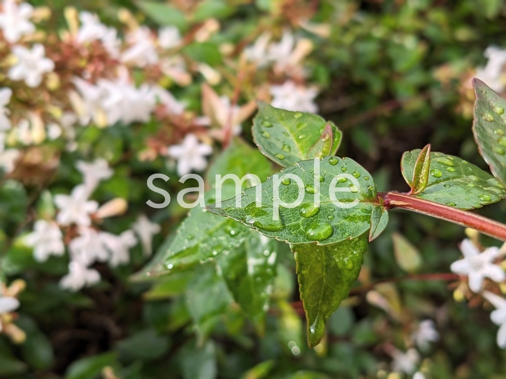 写真素材『雨上がりのアベリアの葉』