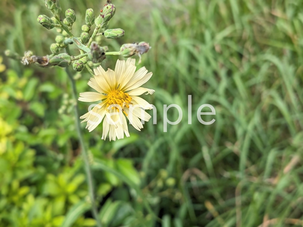 写真素材『アキノノゲシ』