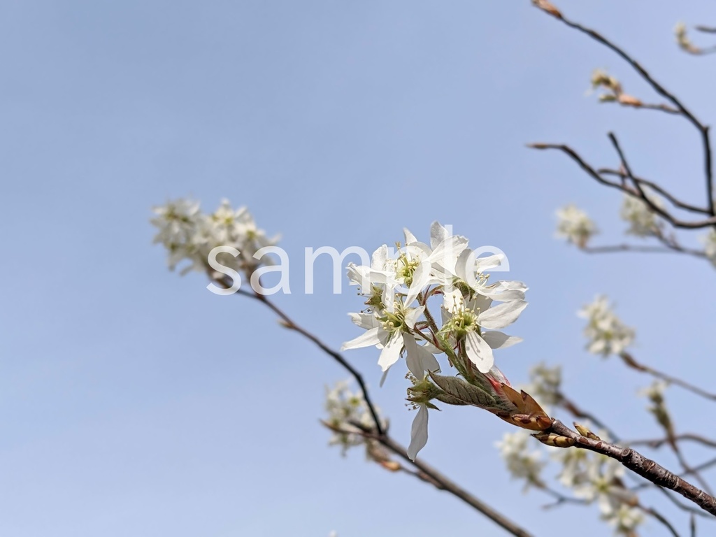 写真素材『空とジューンベリー』