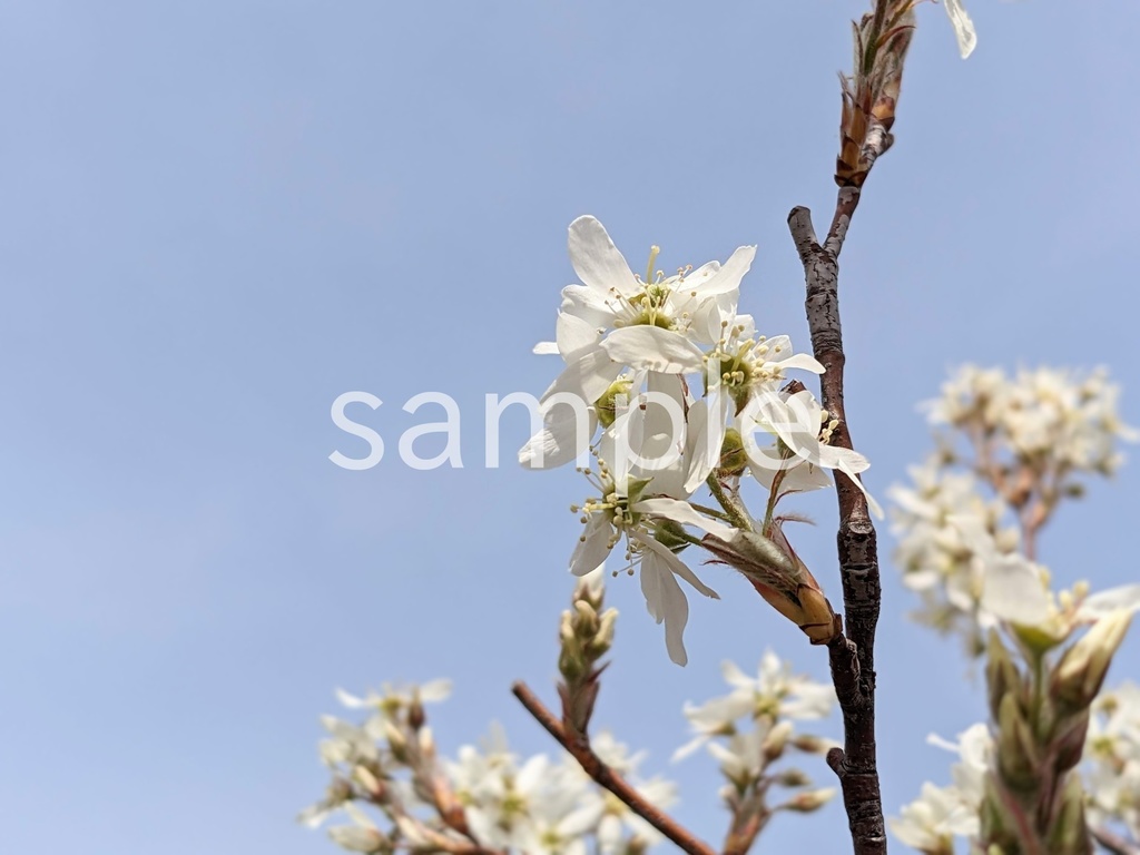 写真素材『空とジューンベリー2』