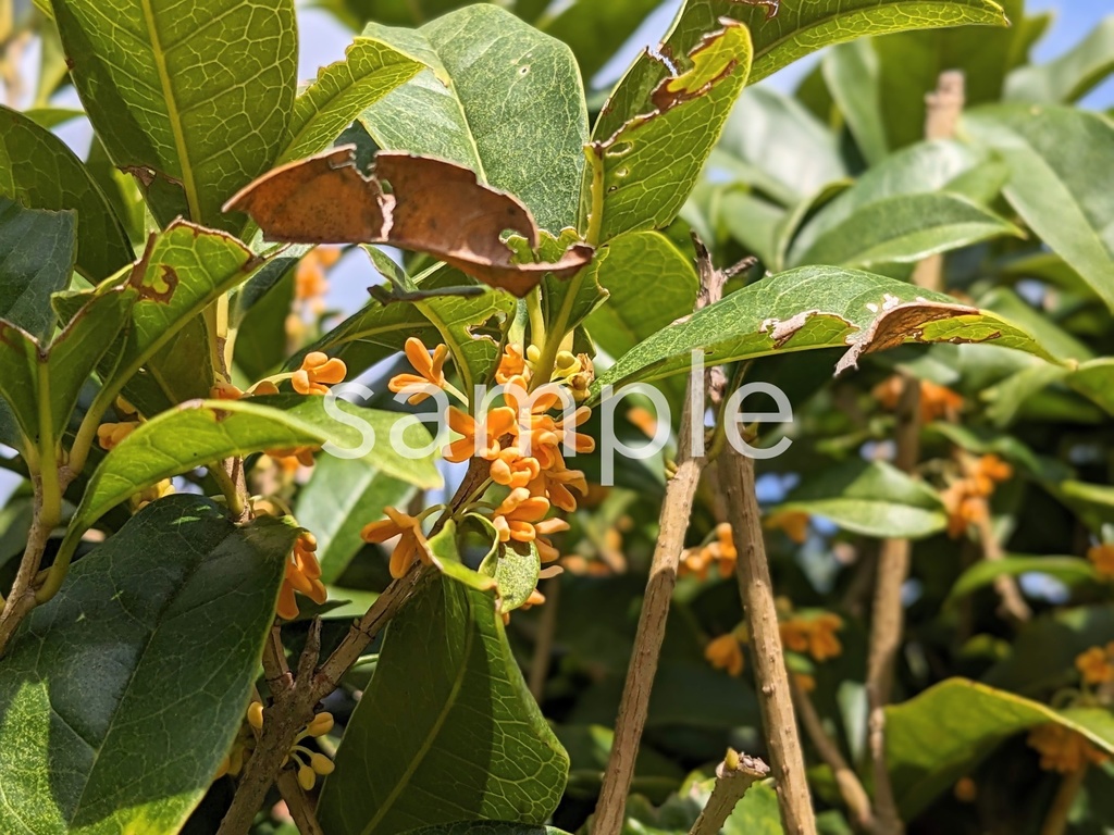 写真素材『キンモクセイ』